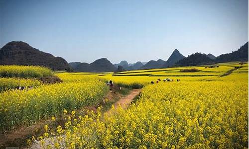 罗平油菜花最佳时间_罗平油菜花最佳时间2024